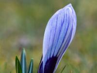 Krokus weissviolett gestreift